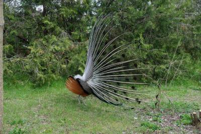 Прикрепленное изображение: A58-2 DSC00387.JPG